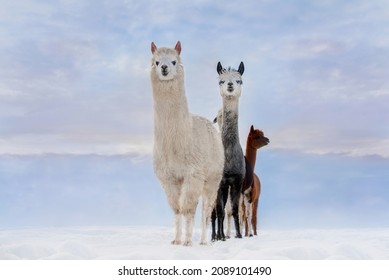 Group Of Alpacas In Winter. South American Camelid.