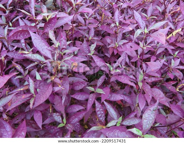 Group Alternanthera Parrot Leaf Ruby Leaf Stock Photo 2209517431 