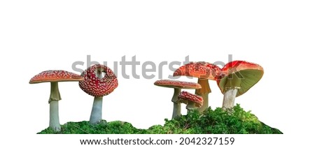 Group of Amanita muscaria (a poisonous mushroom) isolated on white background