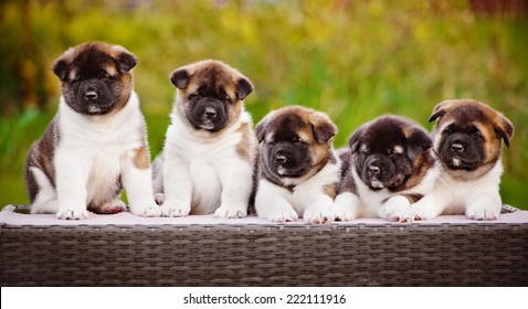 15,455 Puppy Litter Images, Stock Photos & Vectors | Shutterstock