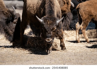 A group of American bison grazing on hay in an arid desert environment - Powered by Shutterstock