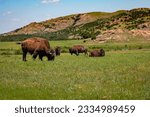 a group of American bison with Witchita mountains in background