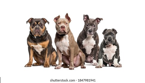 44,610 Pit bull Images, Stock Photos & Vectors | Shutterstock
