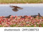 A group of American Robins gather in the front yard of a home filled with colorful fallen leaves in the Fall Season. The nearby street and an incoming Robin is visible in the background.