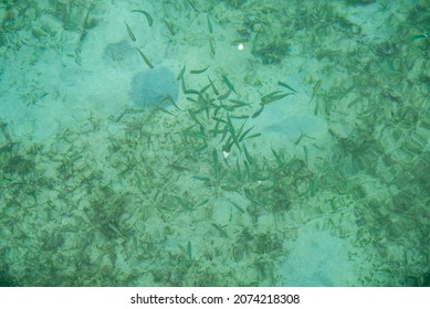 A Group Of Anchovies Swimming In Shallow Water