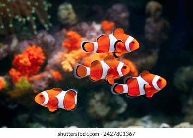 a Group of anemone fish playing on the coral reef, beautiful color clownfish on coral feefs, anemones on tropical coral reefs - Powered by Shutterstock