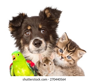 Group Of Animals Closeup. Isolated On White Background