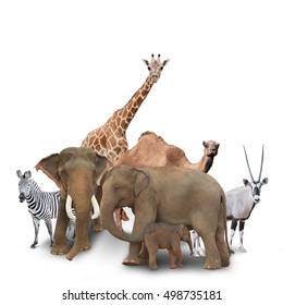 A Group Of Animals Are Grouped Together On A White Background. Animals Range From An Elephant, Zebra, Bear And Rhino. Use It For A Zoo Or Friends Concept.