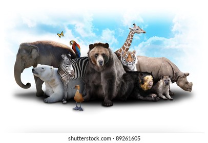 Группа животных сгруппирована на белом фоне. Животные варьируются от слона, зебры, медведя и носорога. Используйте его для зоопарка или концепции друзей.