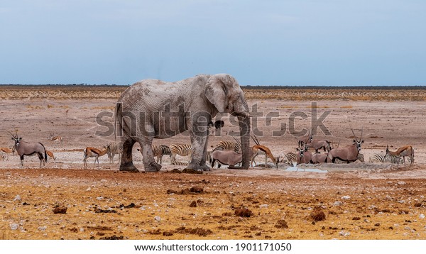 a group of animals at a\
waterhole