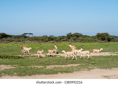 Group Of Antelopes / Reduncinae On The Vast Grassy Plains Of The Arusha National Park In Tanzania.