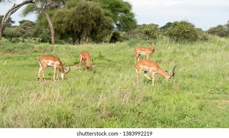 Group Of Antelopes / Reduncinae On The Vast Grassy Plains Of The Arusha National Park In Tanzania.