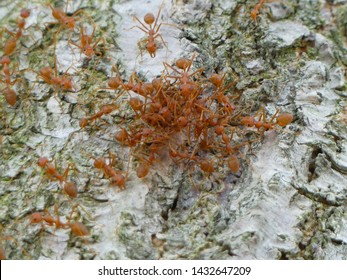 Group of ants with close up view