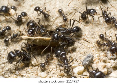 A group of ants introducing some food into their hole.