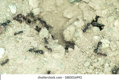 282 Ant Shares Images, Stock Photos & Vectors | Shutterstock