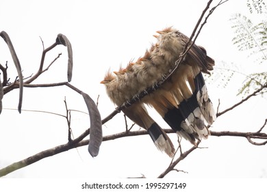 Group Of Anu-branco (Guira Guira), Bird From Brazilian Areas Between Cerrado Fields And Rainforest Perched On A Flamboyant (Delonix Regia, Royal Poinciana) Tree