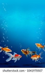 Group Of Aquarium Fish Swimming In Clear Blue Water, Collection Of Multi Colored Carassius Auratus In Fish Tank, Beautiful Underwater Background With Goldfish, Air Bubbles And Copy Space