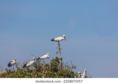 Group of Asian open bill birds (Anastomus oscitans) standing on top of the tree on blue sky background. - Shutterstock ID 2258071957