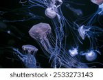 Group of Atlantic sea nettle, Chrysaora quinquecirrha, East Cost sea nettle jellyfish, floating in illuminated aquarium with neon light. Theriology, biodiversity, undersea life, aquatic organism