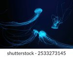 Group of Atlantic sea nettle, Chrysaora quinquecirrha, East Cost sea nettle jellyfish, floating in illuminated aquarium with neon light. Theriology, biodiversity, undersea life, aquatic organism