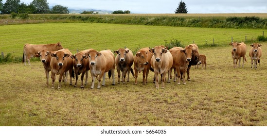 group of aubrac cows