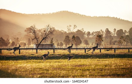 Group of australian kangaroos at Hunter Valley, Australia - Shutterstock ID 164024147
