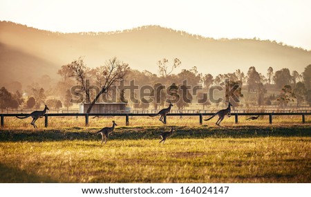 Group of australian kangaroos at Hunter Valley, Australia