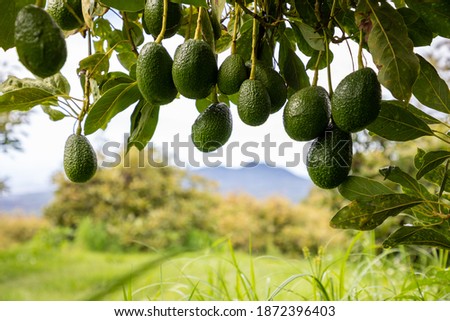 group of avocados hanging on a tree