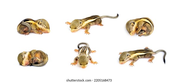Group of baby himalayan striped squirrel or Baby burmese striped squirrel (Tamiops mcclellandii) on white background. Wild Animals.