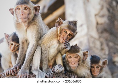 29,967 Monkey Group Images, Stock Photos & Vectors | Shutterstock