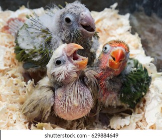 A Group Of Baby Parrots Are Shouting