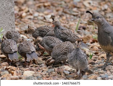 A Group Of Baby Quail Are On A Family Outing, And Mom Is Keeping A Close Eye Out For Them.