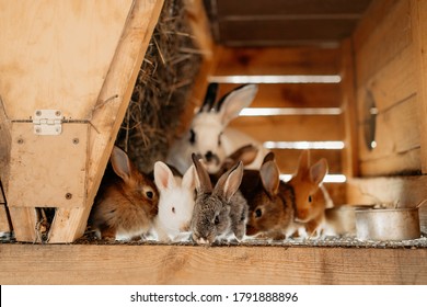 Group Of Baby Rabbits At A Farm