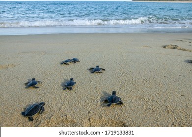 Group Of Baby Sea Turtle Making Their First Step Into Ocean