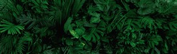 Gruppenhintergrund Dunkelgrüner Tropischer Blätter (Monstera, Palmen, Kokosnuss, Farn, Palmenblatt, Bananalaf) Panoramahintergrund. Naturbegriff