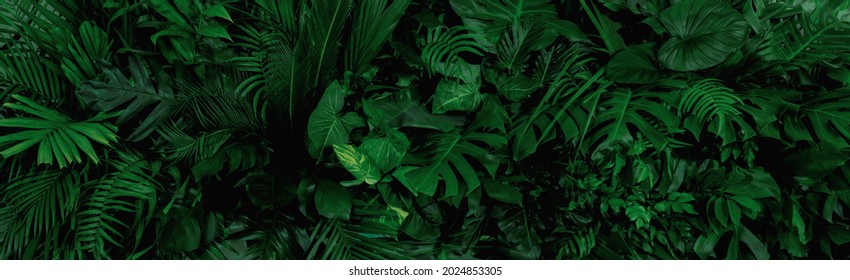 Fondo de grupo de hojas tropicales de color verde oscuro (monstera, palma, hoja de coco, helecho, hoja de palma, bananaleaf) Fondo panorama. concepto de naturaleza