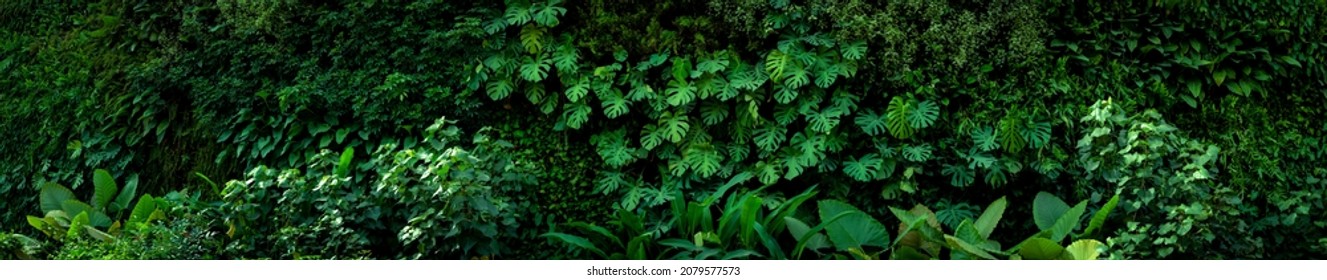 Group background of dark green tropical leaves ( monstera, palm, coconut leaf, fern, palm leaf,bananaleaf) Panorama background. concept of natu - Shutterstock ID 2079577573