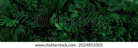 Group background of dark green tropical leaves ( monstera, palm, coconut leaf, fern, palm leaf,bananaleaf) Panorama background. concept of nature Foto stock © 