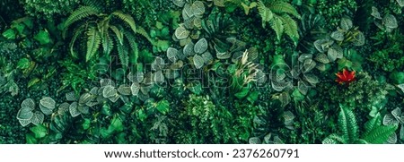 Group of background tropical green leaves texture. Natural green wallpaper and background. Green of Nature wallpaper.