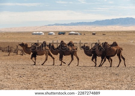 A group of Bactrian camels trotting through the Gobi desert, Mongolia, Central Asia against the backdrop of a nomadic yurt camp Stock photo © 