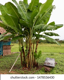 A Group Of Banan Tree In The Rice Field