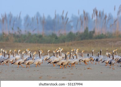 A group of Bar Headed Geese walking against the reeds in the evening light near BRB-Canal Lahore. Pakistan
