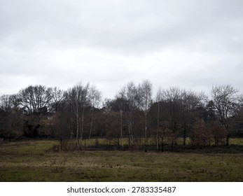 A group of bare birch trees and deciduous winter woodland standing in an open grassy field under a completely overcast gray sky.