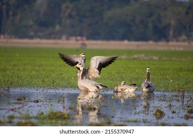A group of Bar-headed goose swimming in the middle of a lake.
