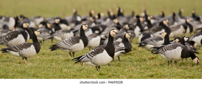 A Group Of Barnacle Geese