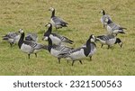 Group of barnacle geese foraging in a meadow in Bourgoyen nature reserve, Ghent, flanders, belgium - Branta leucopsis