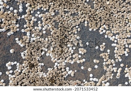 Group of Barnacle shells closeup view on a rock, Iceland