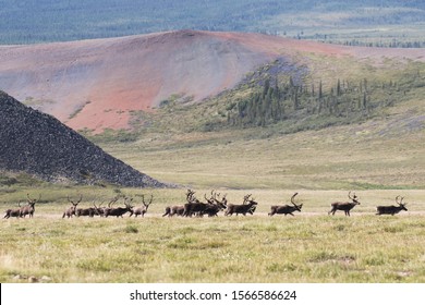 group of barren-ground Caribou Rangifer tarandus of Porcupine herd along Dempster Highway, Yukon, Canada