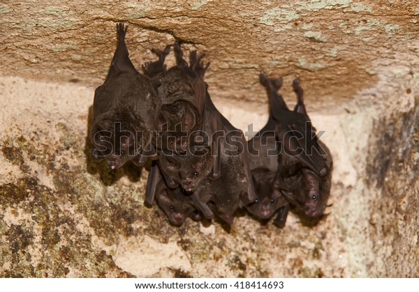 Group Bats Hangs Ceiling Cave Animals Wildlife Nature Stock Image