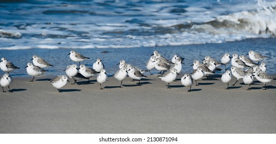 Group Of Beach Runner Birds Standing On The Beach